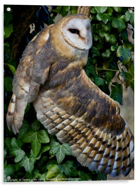 Barn Owl  Acrylic by James Allen