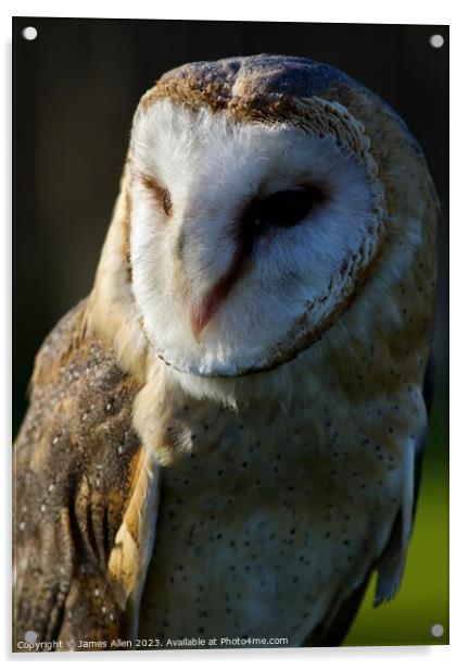 Barn Owl  Acrylic by James Allen
