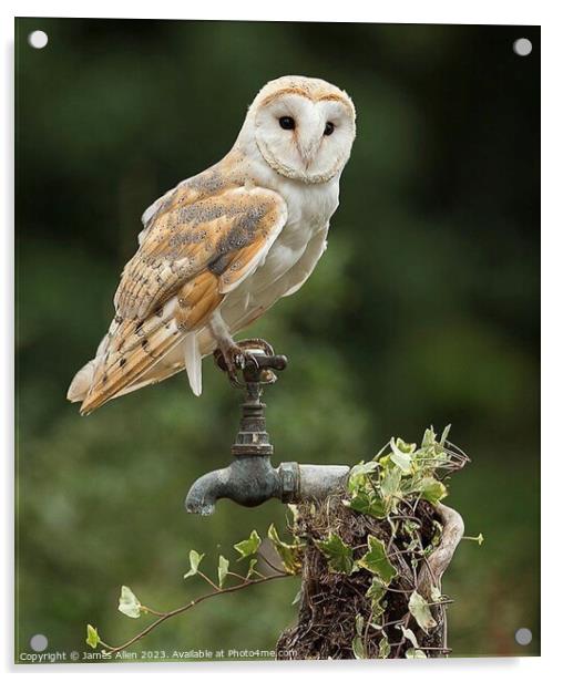 Barn Owl- White Lady Barn Owl  Acrylic by James Allen