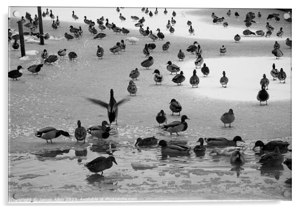 Ducks on The Ice  Acrylic by James Allen