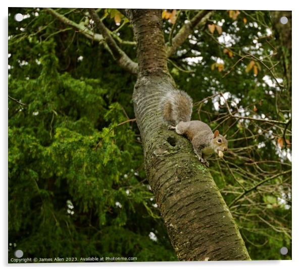 Grey Squirrel Eating Nuts In A Tree  Acrylic by James Allen