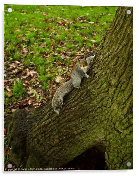 Grey Squirrel In a Tree  Acrylic by James Allen