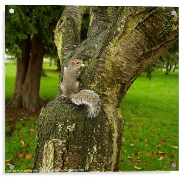 Grey Squirrel   Acrylic by James Allen