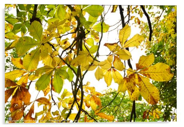 Autumn Season  Acrylic by James Allen