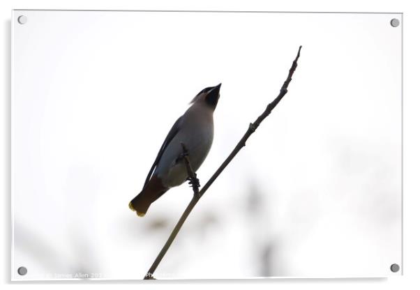 Waxwings Acrylic by James Allen