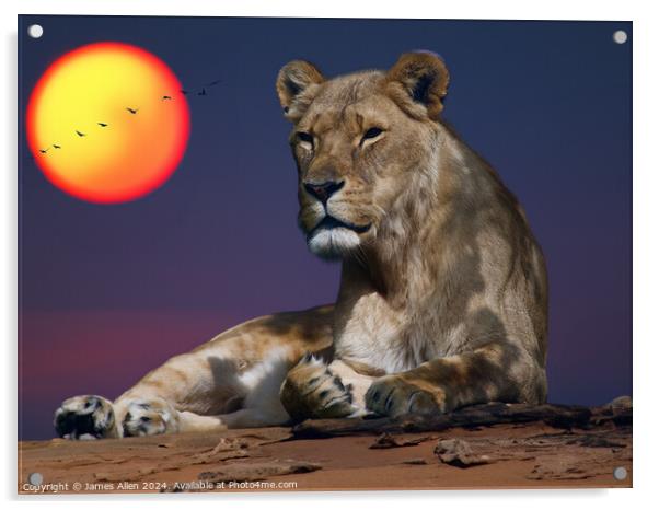 Beautiful Lion resting in the Safari Sunset Acrylic by James Allen