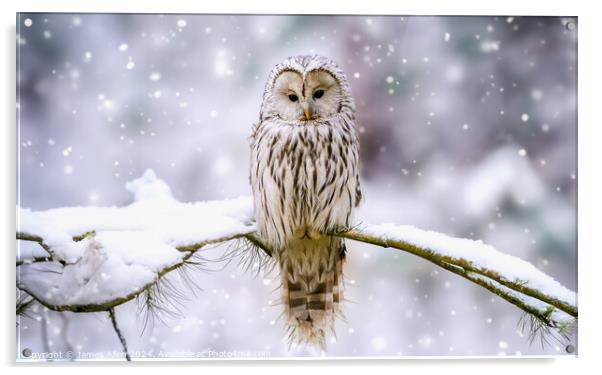 Cute Tawny Owl In Winter Wonderland  Acrylic by James Allen