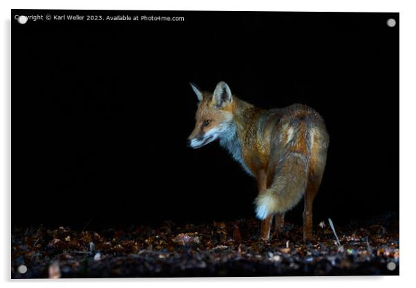 Nocturnal fox Acrylic by Karl Weller