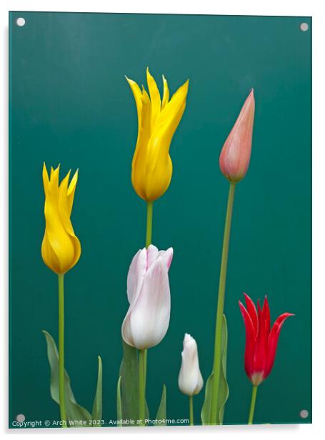 Lily Flowering Tulips Acrylic by Arch White