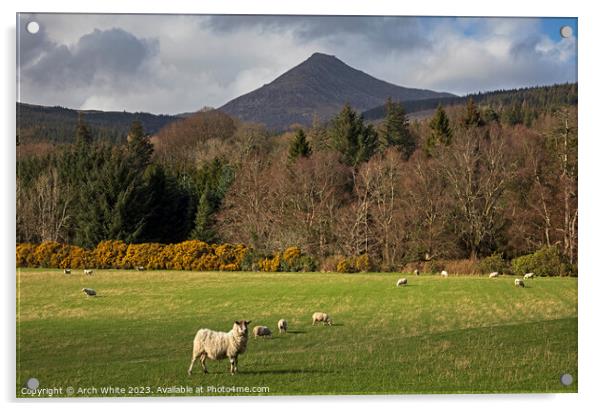 Sheep grazing with Goat Fell, Arran Acrylic by Arch White