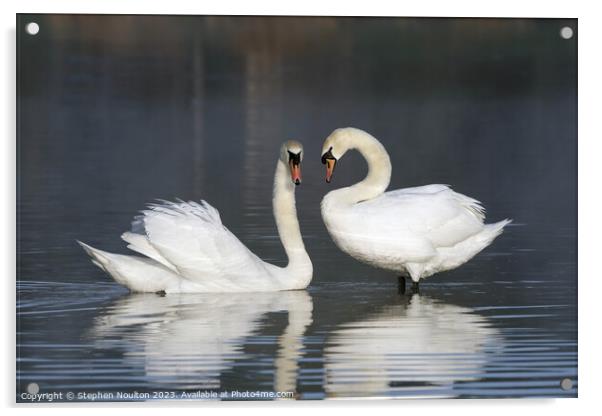 Swan Lake Acrylic by Stephen Noulton