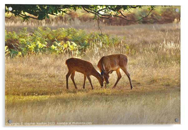 Two Friends (Red Deer and Fallow Deer) Acrylic by Stephen Noulton