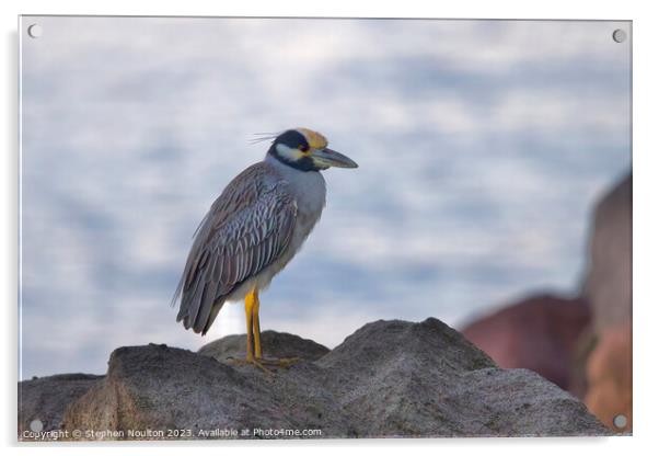 Yellow-Crowned Night Heron, St Lucia Acrylic by Stephen Noulton