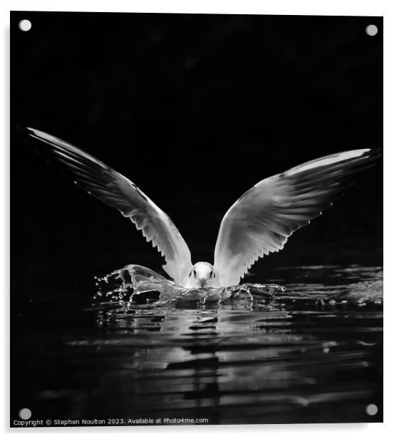 Black-headed Gull Splashdown Acrylic by Stephen Noulton