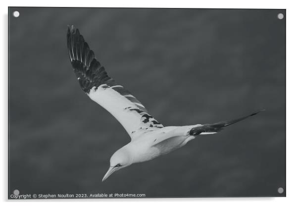 Northern Gannet Acrylic by Stephen Noulton