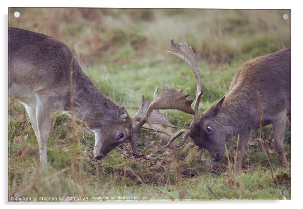 Fallow Deer in Mock Battle Acrylic by Stephen Noulton