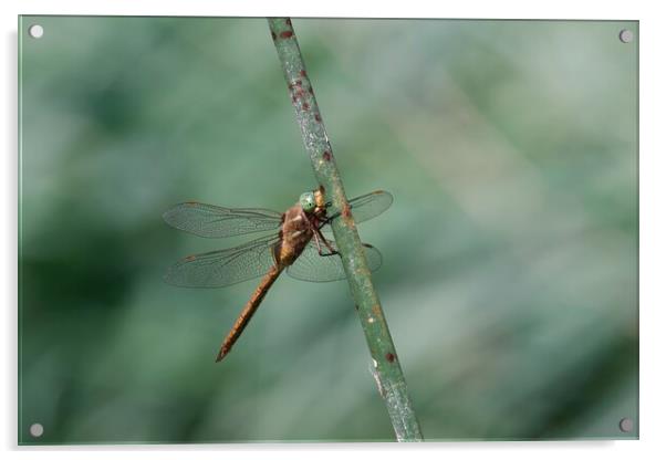 Green Hawker Dragonfly Acrylic by Stephen Noulton