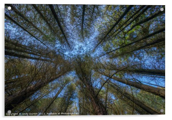 Reaching Pine Trees Acrylic by Andy Durnin