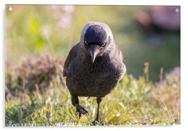 Jackdaw with Attitude Acrylic by Andy Durnin