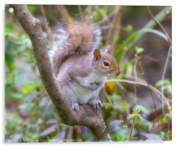 Grey Squirrel Acrylic by Andy Durnin