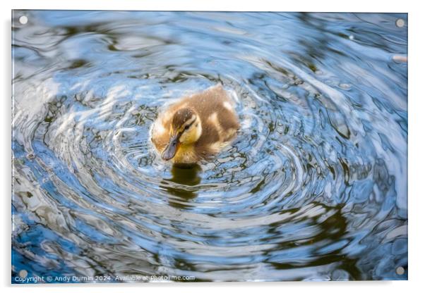 Cute Duckling Acrylic by Andy Durnin