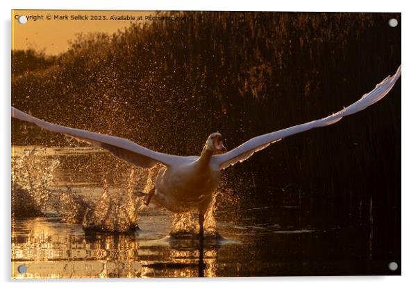 sunset swan take off Acrylic by Mark Sellick