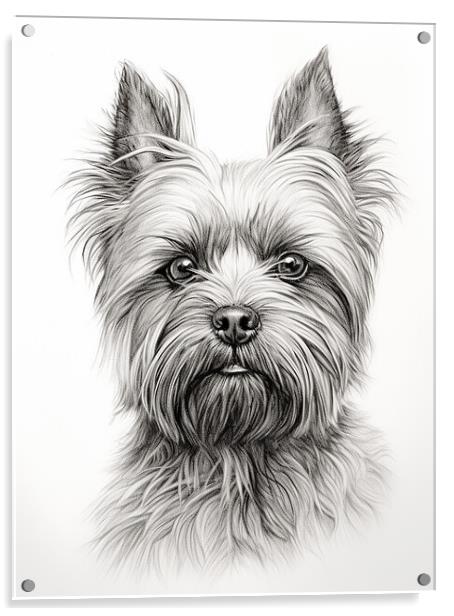 Affenpinscher Pencil Drawing Acrylic by K9 Art