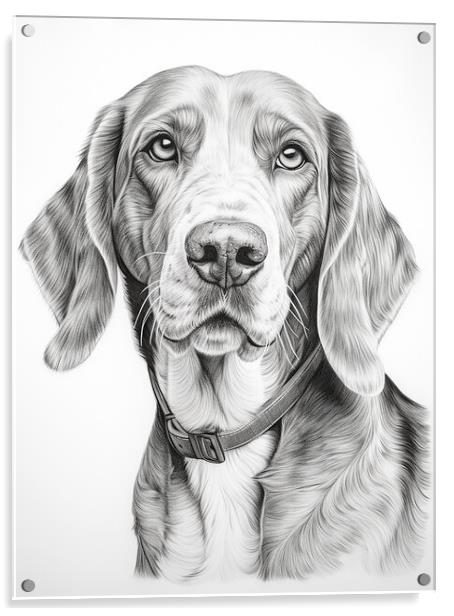 American English Coonhound Pencil Drawing Acrylic by K9 Art