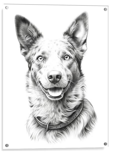 Australian Cattle Dog Pencil Drawing Acrylic by K9 Art