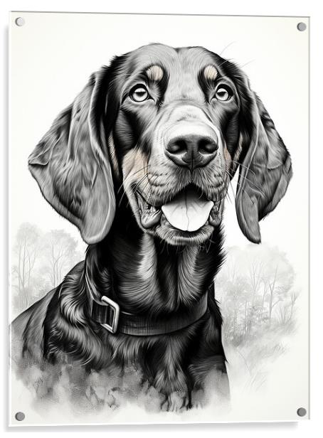 Black And Tan Coonhound Pencil Drawing Acrylic by K9 Art