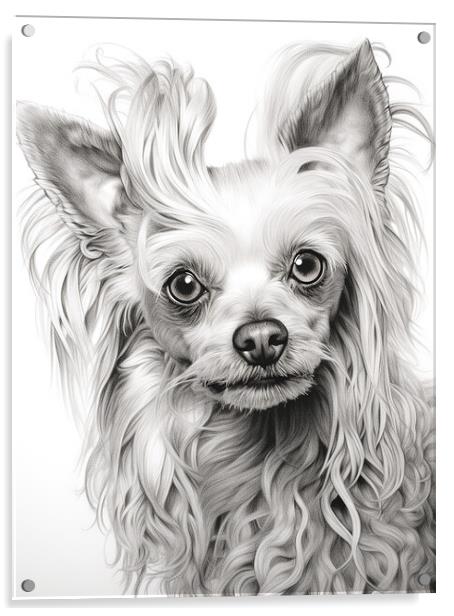 Chinese Crested Pencil Drawing Acrylic by K9 Art