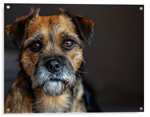 Border Terrier Portrait Acrylic by K9 Art