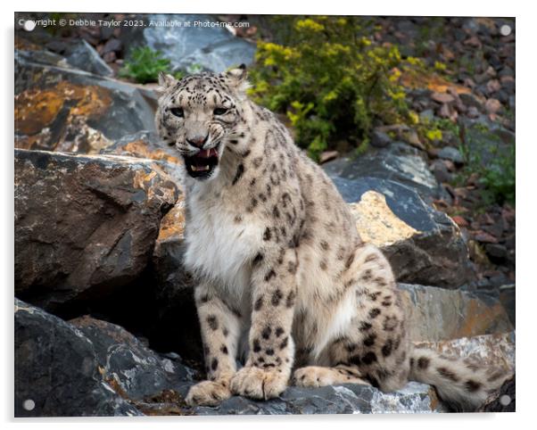 Snow Leopard on Rock Acrylic by Debbie Taylor