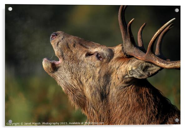 Red Deer Stag Portrait  Acrylic by Janet Marsh  Photography