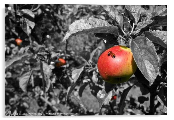 Two ladybirds on an apple Acrylic by Alan Payton