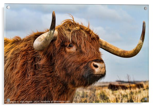 I've got my eye on you - Highland Cow Acrylic by Alan Payton