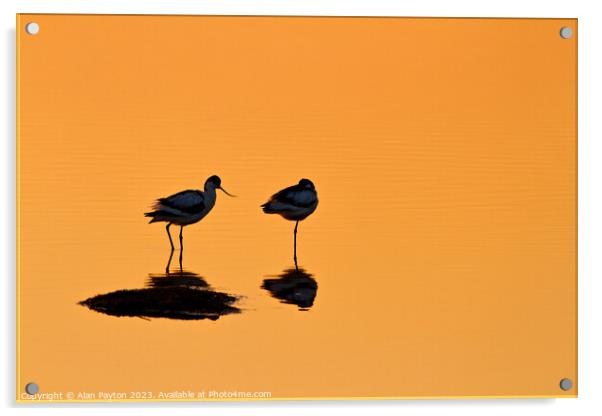 Avocets at Sunrise Acrylic by Alan Payton
