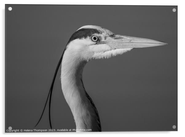 The Grey Heron Acrylic by Helena Thompson