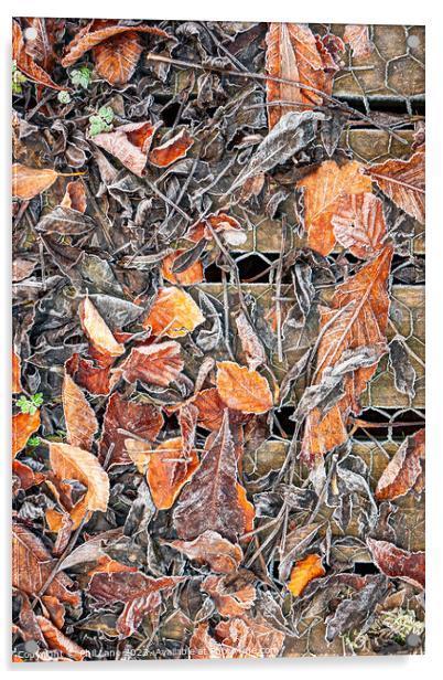 Frosted Autumn Leaves Acrylic by Phil Lane