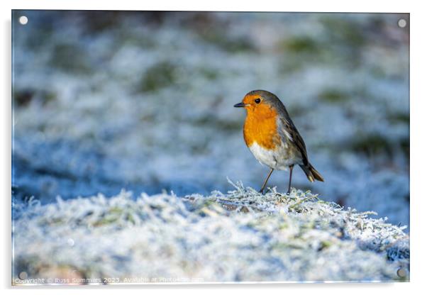 Robin in the frost Acrylic by Russ Summers