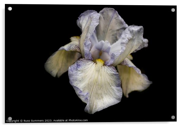 Bearded Iris Acrylic by Russ Summers