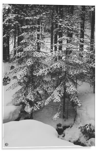 Spruce trees under snow in a mountain forest in wi Acrylic by Olga Peddi