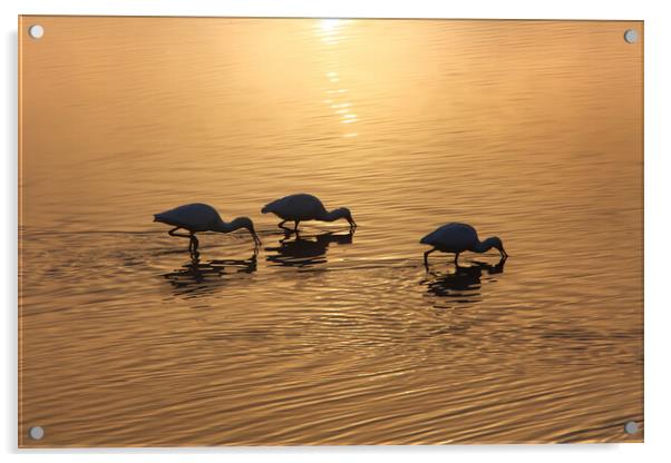 Dawn on the lake. Wintering birds in Israel Acrylic by Olga Peddi