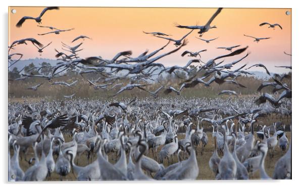 Feeding of the cranes at sunrise Acrylic by Olga Peddi