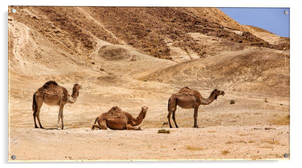 Israel, Negev Desert, A herd of Arabian camels Acrylic by Olga Peddi