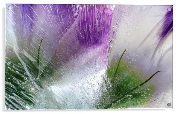  Abstraction of beautiful flowers in ice Acrylic by Olga Peddi