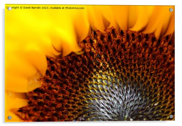 Close-up of a Sunflower with a ray of sunshine Acrylic by David Barratt