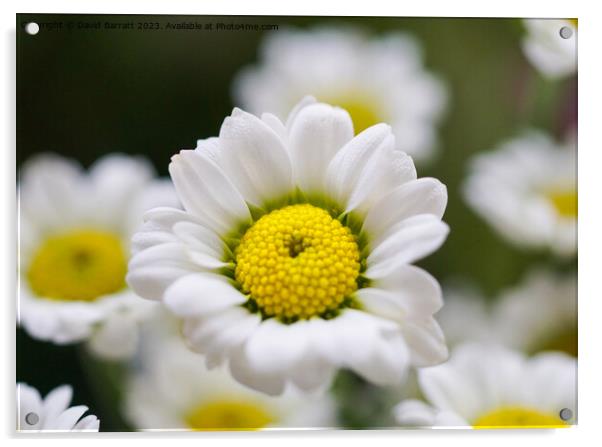 Closeup of white daisy like flower Acrylic by David Barratt