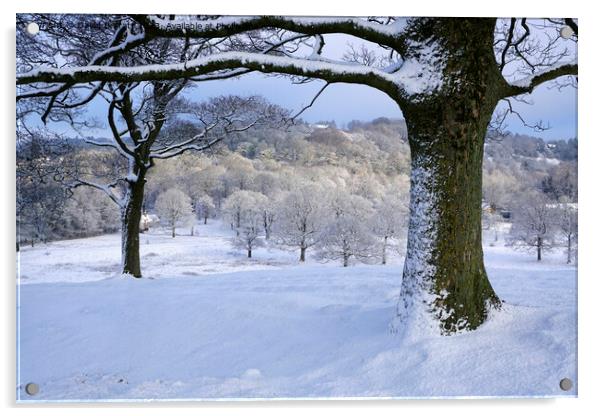 Snow covered trees in Lyme Park Acrylic by David Barratt