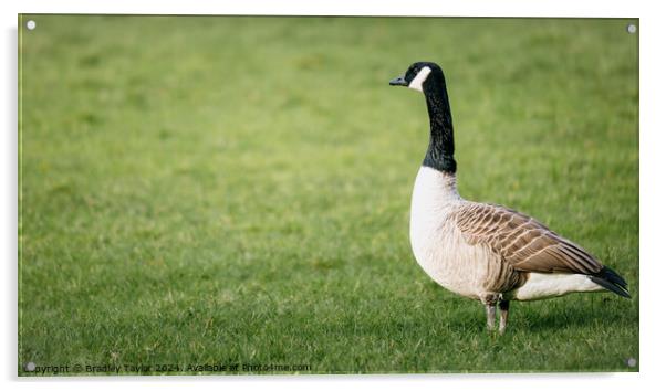 Canada Goose Portrait Acrylic by Bradley Taylor